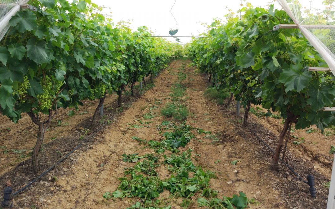 Effective microorganisms applied in vineyard soil.