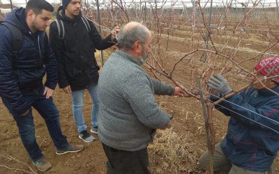 Action learning in vineyard pruning…